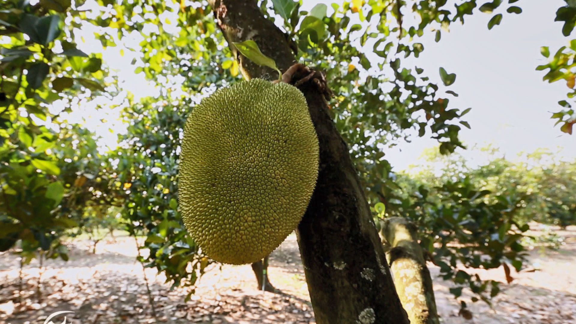 Der Weg der Jackfrucht