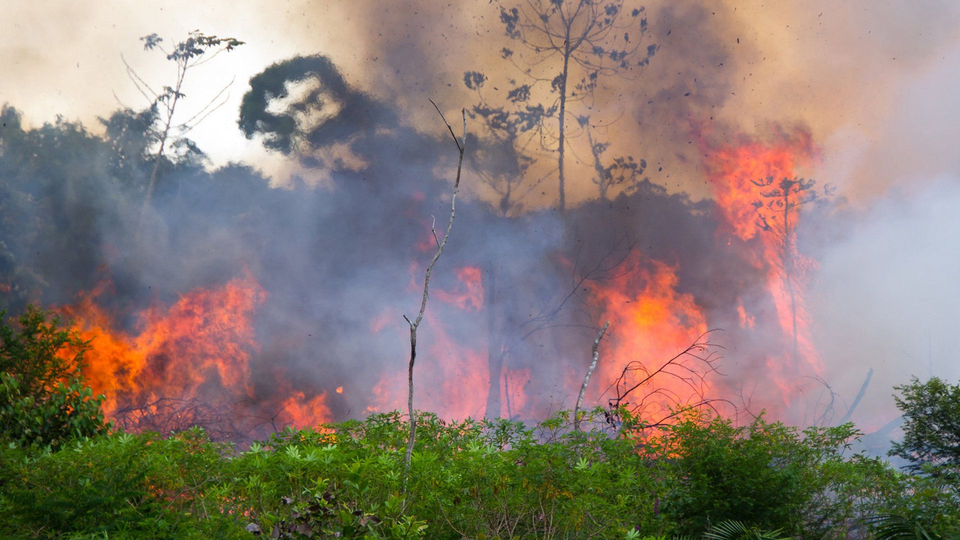 ProSieben Spezial: Der Regenwald brennt