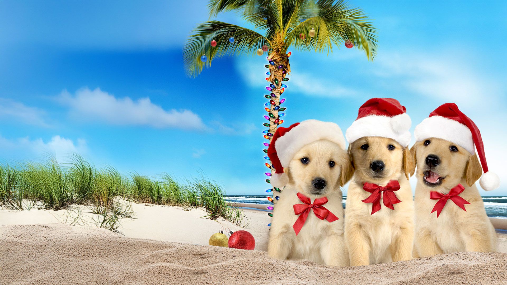 Und wieder eine tierische Bescherung