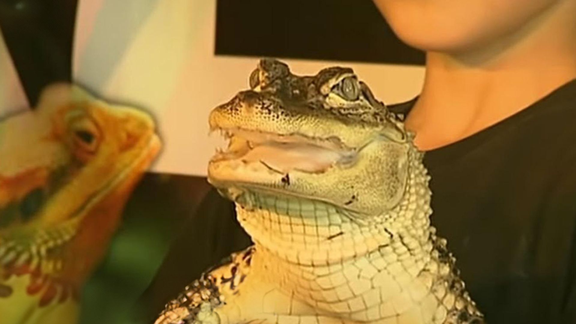 Krokodile zum Kuscheln – Eine Familie eröffnet einen Zoo