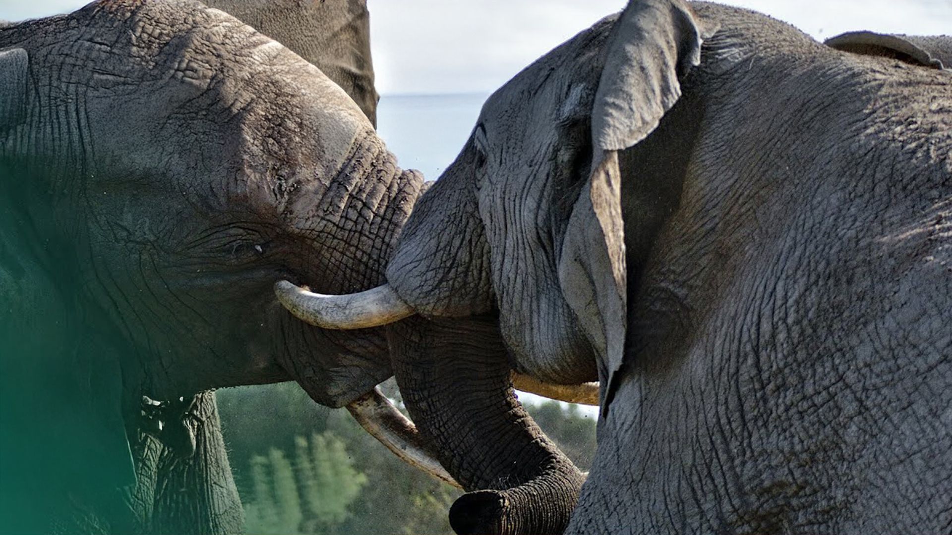 Der Machtkampf der Elefanten | Tier Doku 