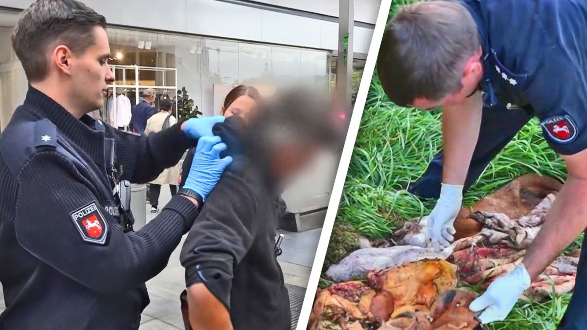 Von Verbrecherjagd bis Wildunfall: Polizeieinsätze in Stadt & Land