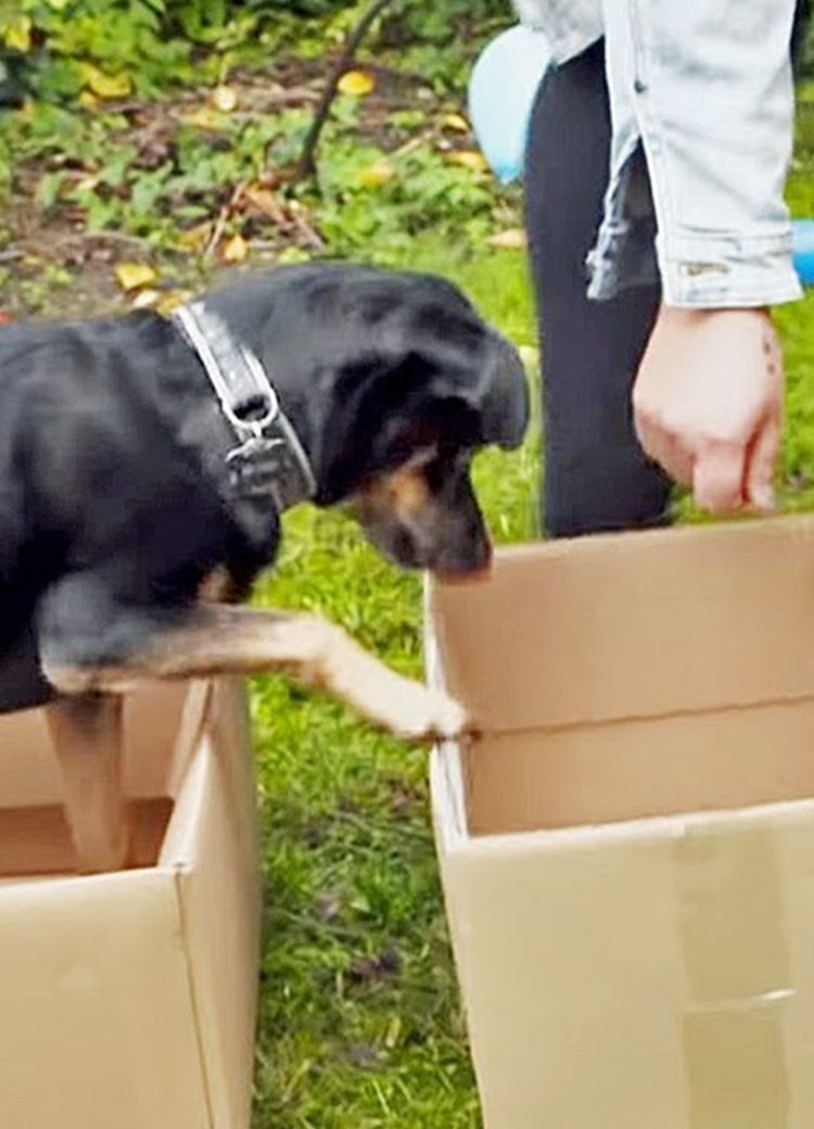 Geburtstagsparty für den Hund - Frauchen gibt alles!