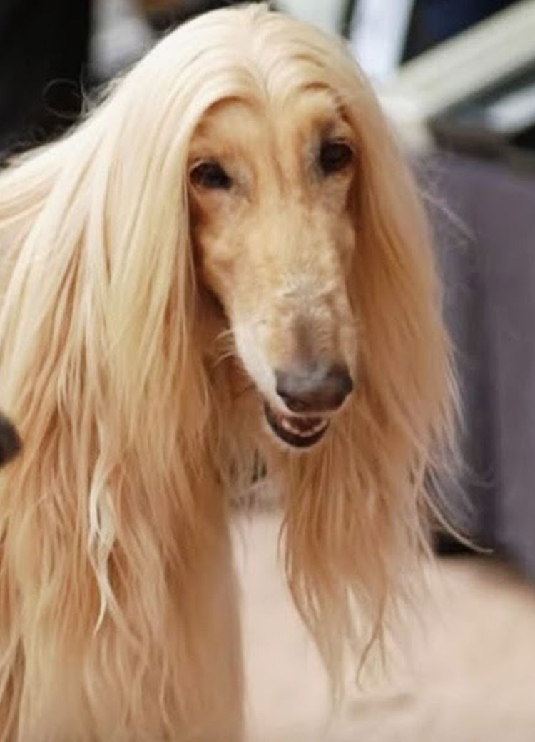 Beauty-Contest für Windhunde - Stars auf vier Beinen