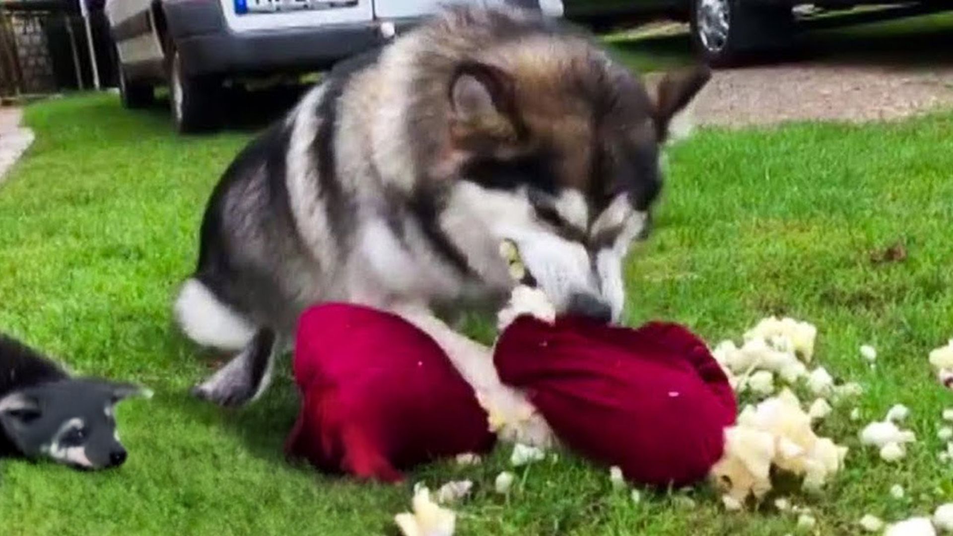 Problemhusky - Ein Fall für den Hundetrainer