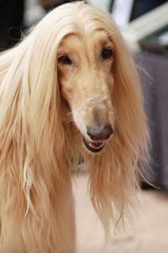 Beauty-Contest für Windhunde - Stars auf vier Beinen