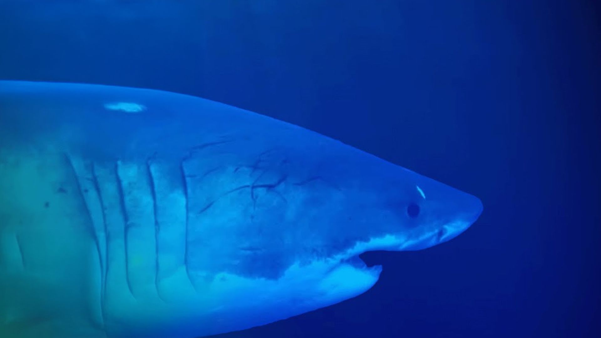 Die Unterwasser Giganten | Tiefsee Doku