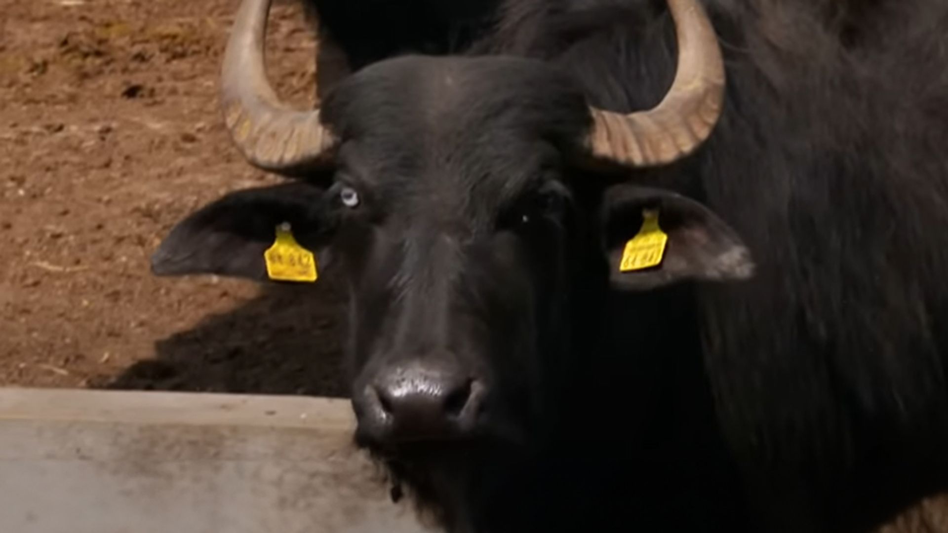 Büffel in Bayern: Was macht Büffel so besonders?
