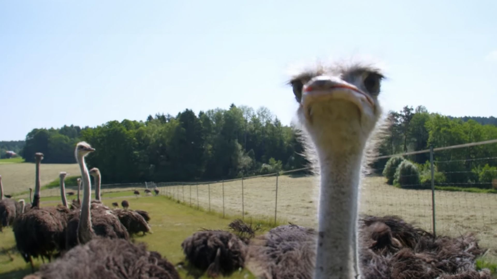 Straußensteak - Wie züchtet man den größten Vogel der Welt? 