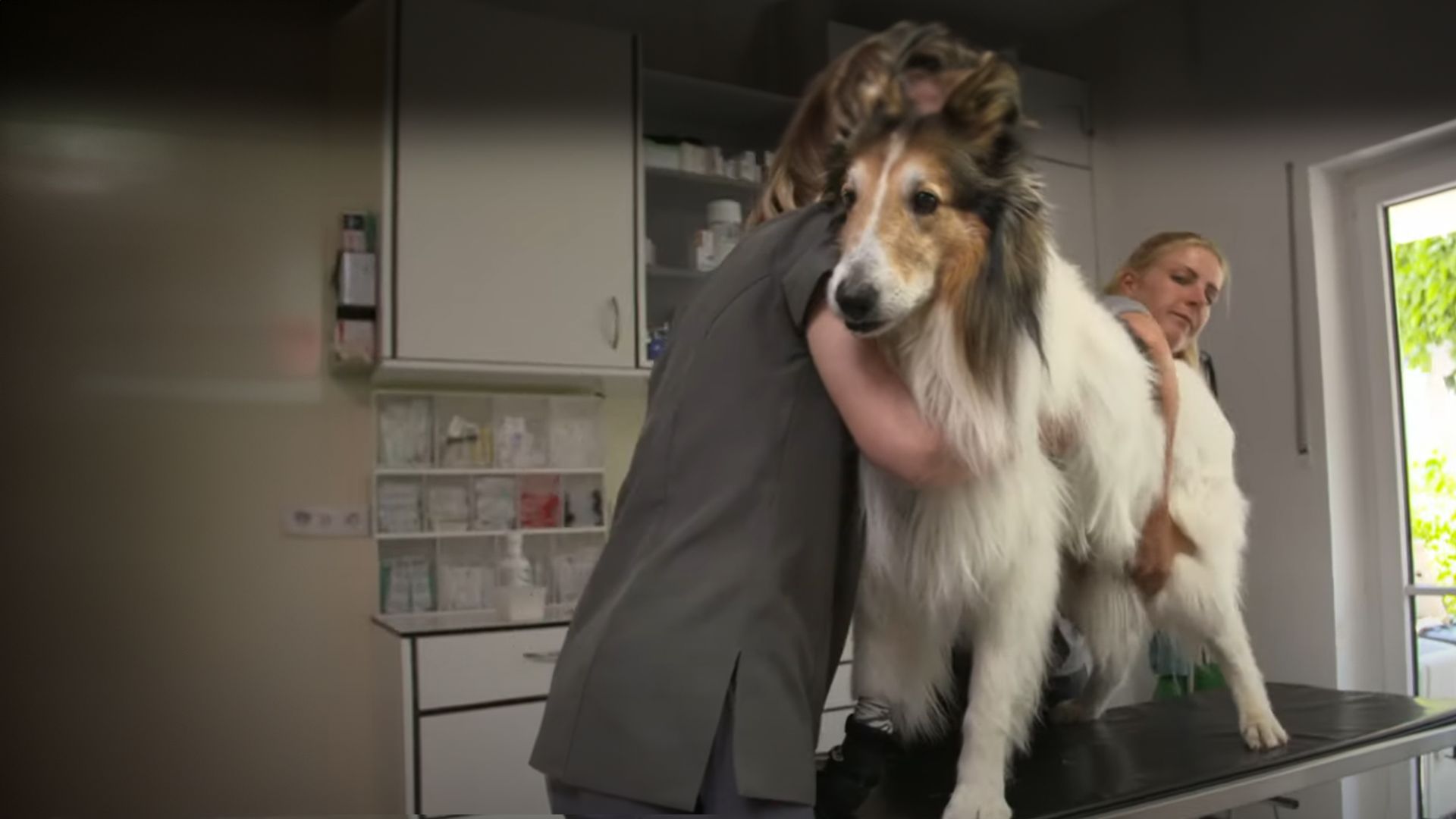 Traumberuf Tierarzt?! Tierische Sprechstunde mit Hund & Katze