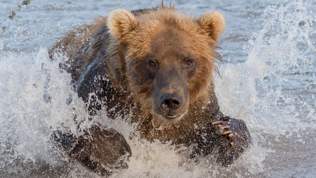 Universum: Russlands wildes Meer: Jahre im Überfluss (2)