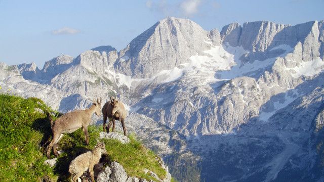 Slowenien - Am Puls der Wildnis