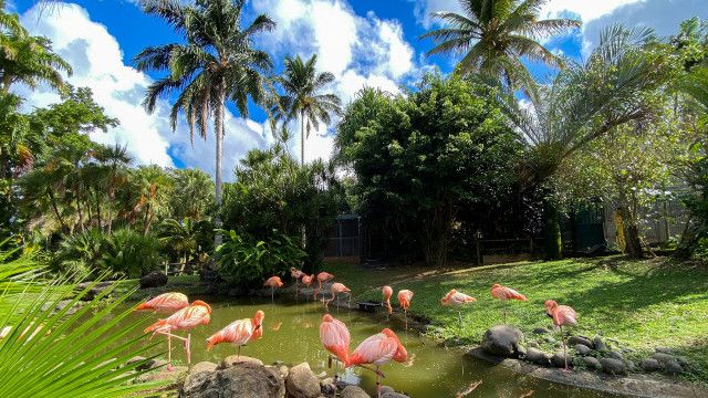 Karibische Gartenträume auf Guadeloupe