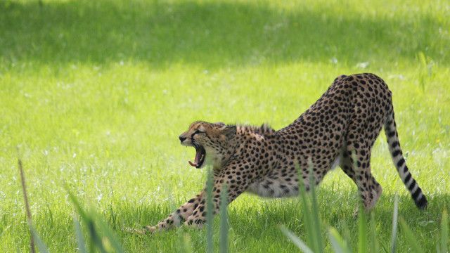 Die Raubkatzen von Herberstein