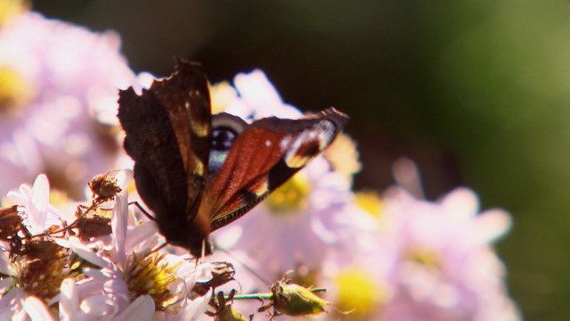 Das Land blüht auf - Natur in Salzburgs Gartenparadiesen