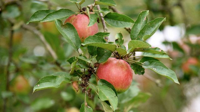 Äpfel - Paradiesische Versuchung