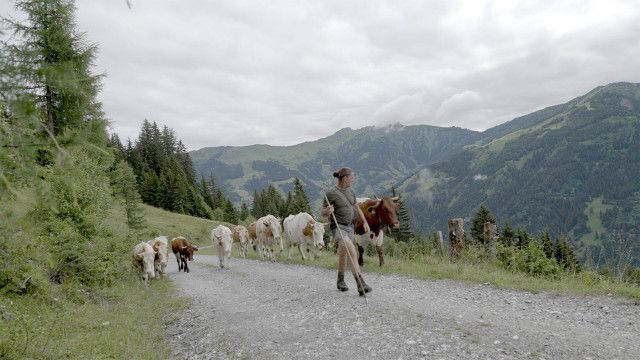 Almauftrieb im Salzburger Land