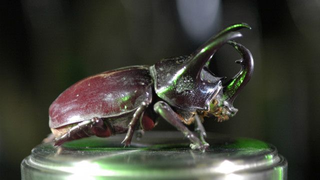 Universum: Das Genie der Natur (2/3)