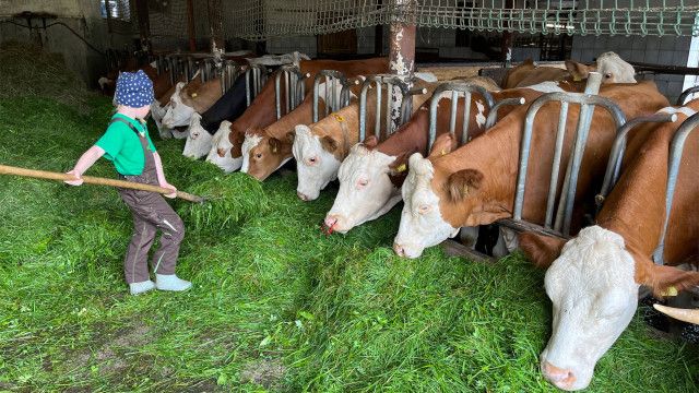 Österreich-Bild: Bäuerliches Leben im Attergau