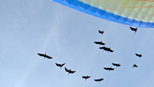 Waldrapp - Ein Vogel im Aufwind