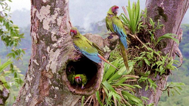 Expeditionen: Costa Rica - Der Regenwald der Österreicher