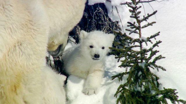 Tierbabys in der Arktis