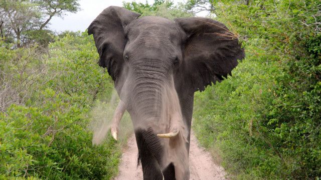Im Reich der Königselefanten - Das Tembe Wildreservat in Südafrika