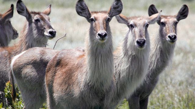 Expeditionen: Juwel der Elefantenküste - Afrikas Wunderland Isimangaliso