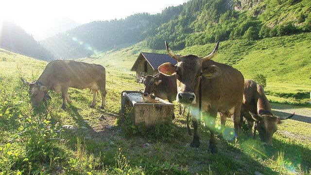 Alpwirtschaft in Vorarlberg