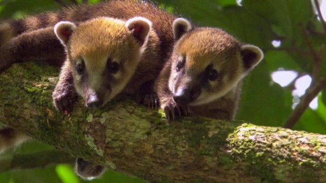 Das Dschungelbuch - Safari: Tierbabys