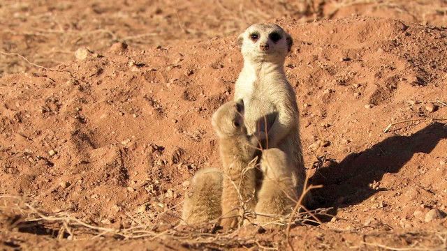 Das Dschungelbuch - Safari: Tapfere/Clevere Tiere