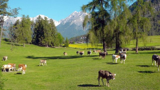 Expeditionen: Tierwelt der Alpen - Sommer