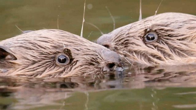 Erlebnis Österreich: Naturjuwel Wallersee - Wo Mensch und Natur sich begegnen