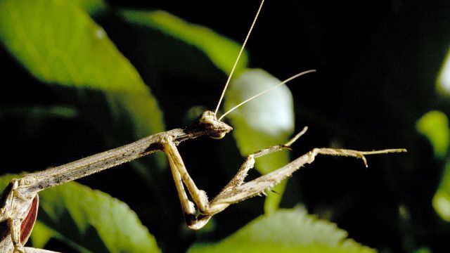 Universum: Das Genie der Natur (3/3)