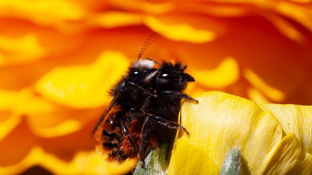 Erlebnis Österreich: Die Welt der wilden Bienen