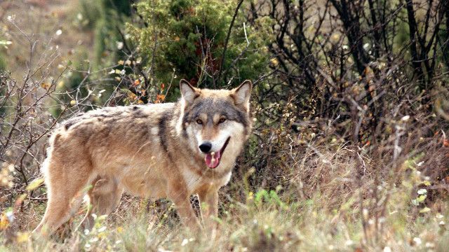 Expeditionen: Puszta - Im Schatten der Wanderdünen