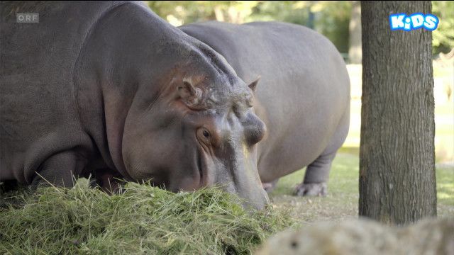 Tolle Tiere vom 27.08.2024