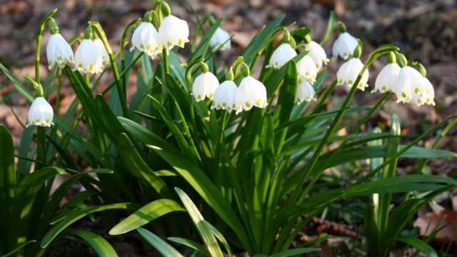 Expeditionen: Pielach - Im Garten der Voralpen