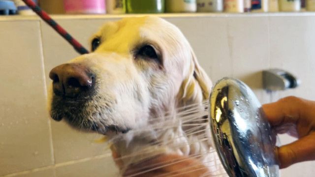 Hallo, was machst Du?: Hundefriseur