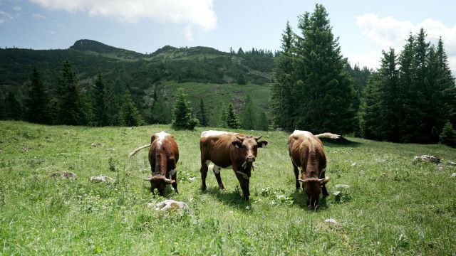 Land der Berge: Almleben am Salzburger Untersberg