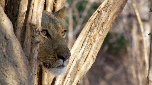 Expeditionen: Faszination Afrika - Das Luangwa Tal