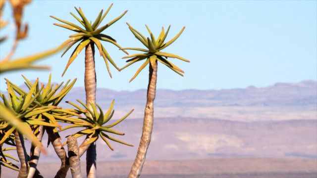 Expeditionen: Faszination Afrika - Die Namib Wüste