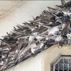 Extremwetter beeinflussen Zugvögel