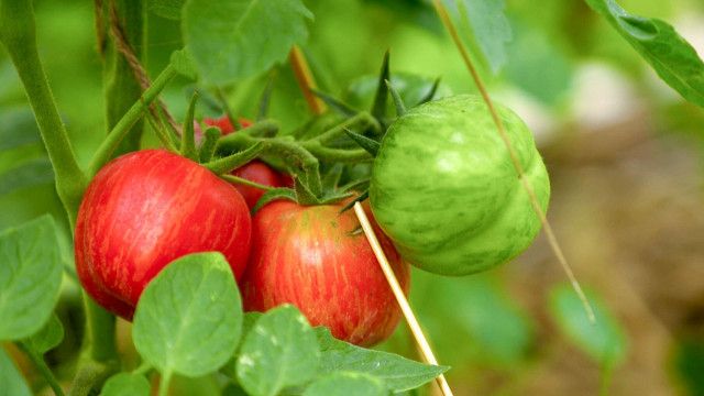 Themenmontag: Der Tomaten-Check