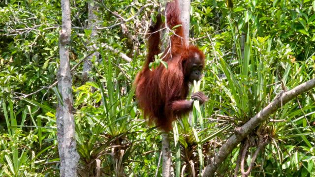 WELTjournal +: Plastikmüll und Palmöl - Indonesiens Umwelt in Gefahr