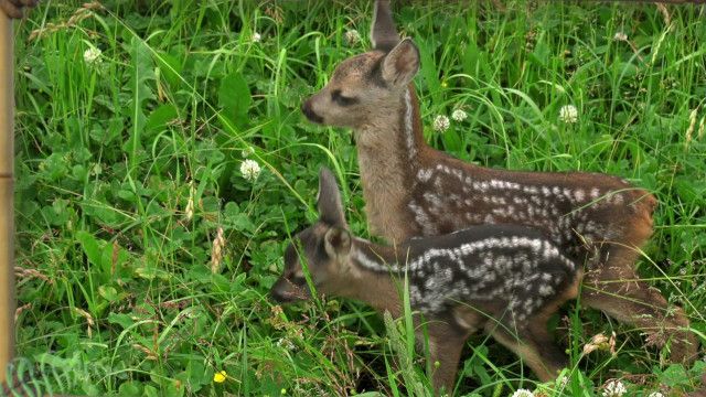 Tolle Tiere vom 28.09.2024