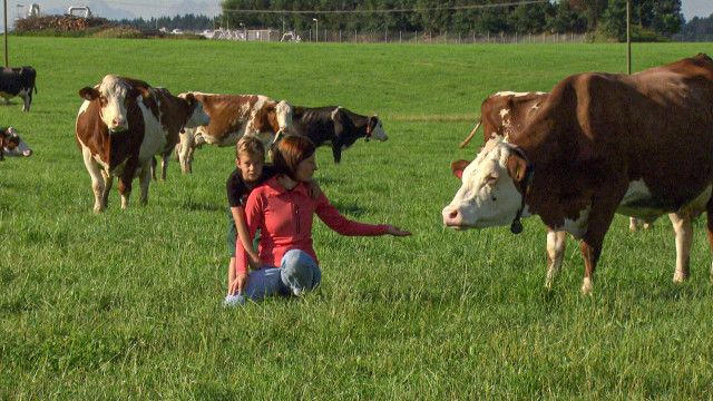 Österreich-Bild: "Wo Bio zu Hause ist" - Die Heumilchregion im Salzburger Seenland