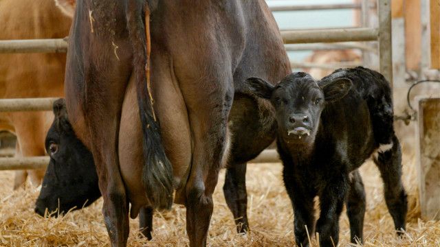 Dok 1: Tiertransporte - Billiges Fleisch um jeden Preis?