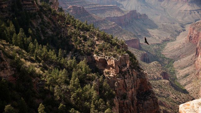 Universum: Grand Canyon - Amerikas größtes Naturwunder