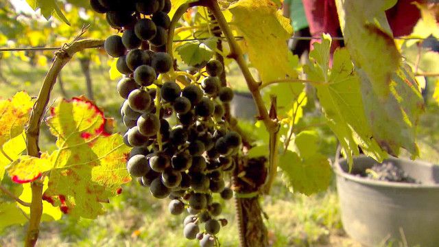 Österreich-Bild: Tief verwurzelt, der Blaufränkisch im Burgenland